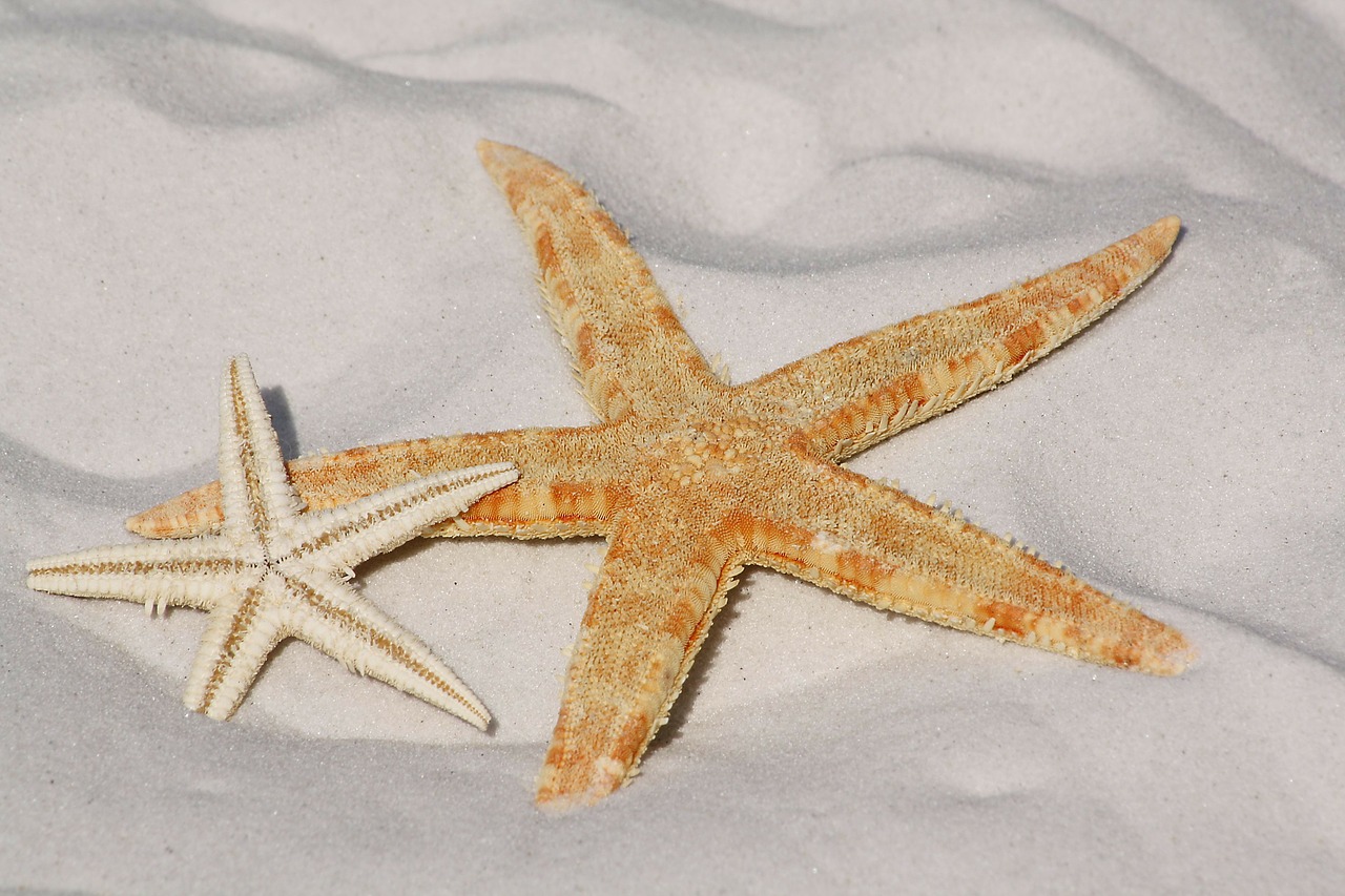 https://pixabay.com/en/starfish-sand-beach-sea-water-343791/