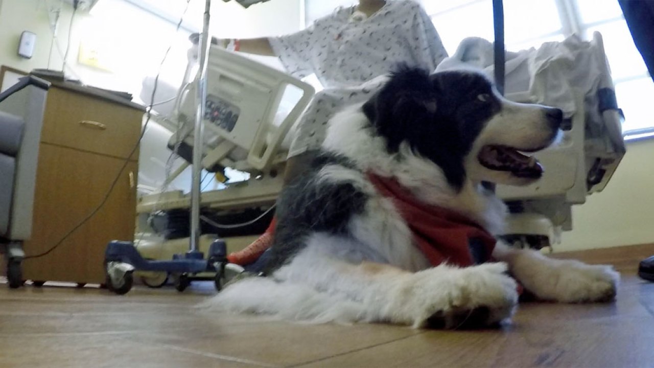 Therapy dogs work at a hospital in West Palm Beach Florida Therapy dogs work at a hospital in West Palm Beach Florida