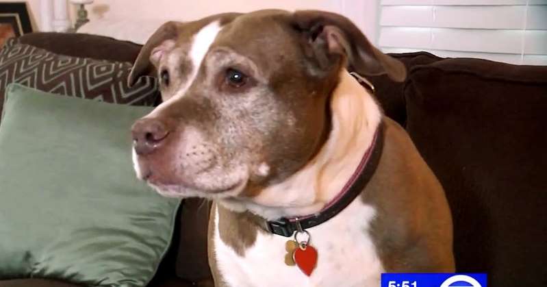 Pit Bull Sadie being called a hero for altering the authorities of a gas leak Pit Bull Sadie being called a hero for altering the authorities of a gas leak