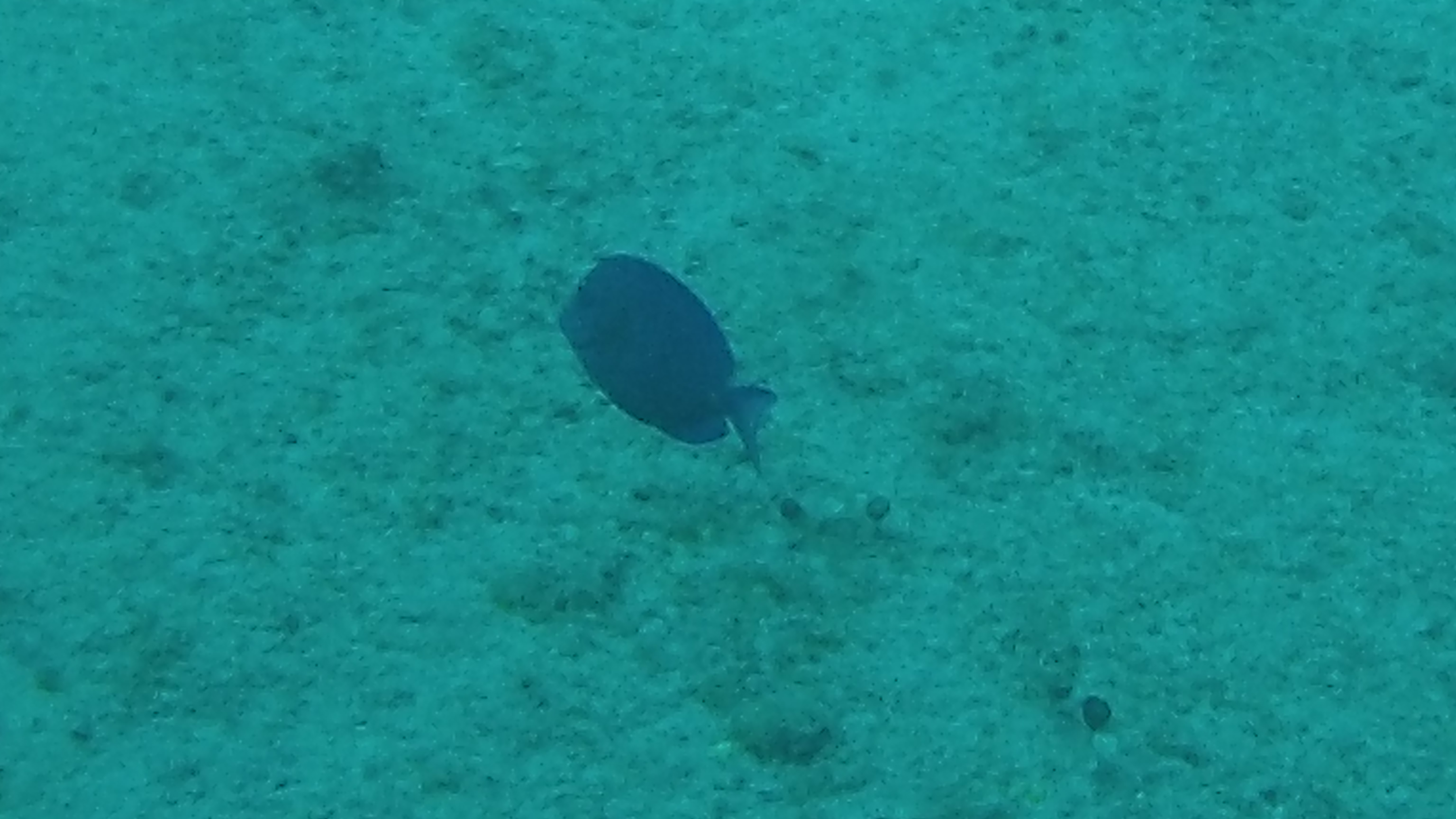 Semi-Sub in the Caribbean Semi-Sub in the Caribbean