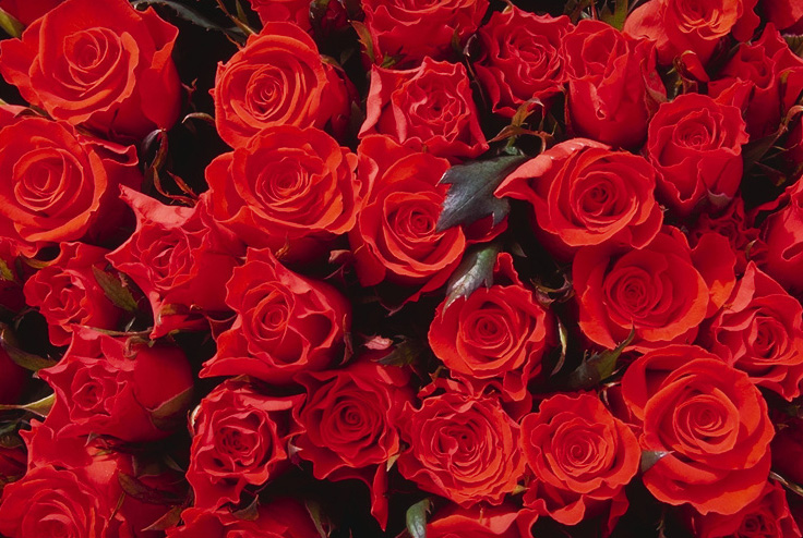 roses, flowers - so do you like red roses? if you whtayou like in that its look? its smell or something else? so do tell me.