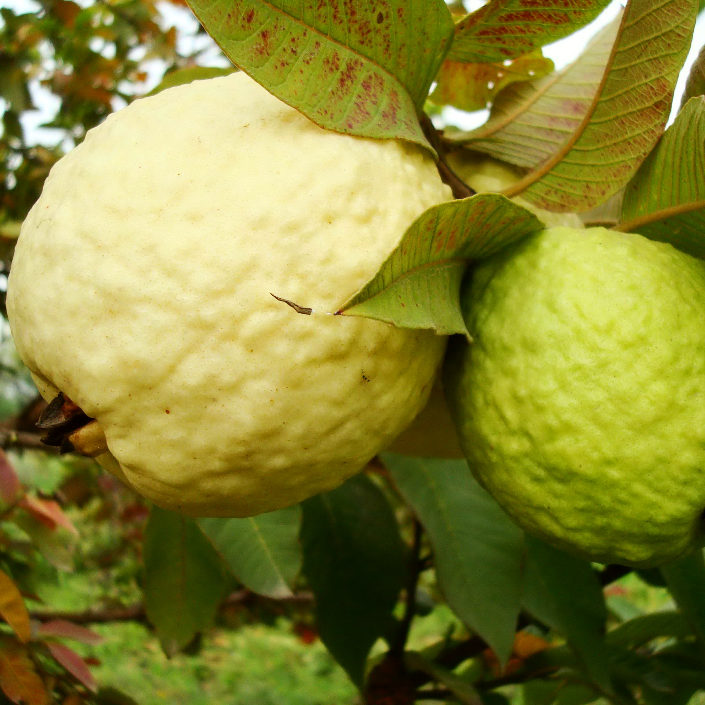 https://commons.wikimedia.org/wiki/File:Guava_The_Fruit_with_a_unique_spider.jpg https://commons.wikimedia.org/wiki/File:Guava_The_Fruit_with_a_unique_spider.jpg