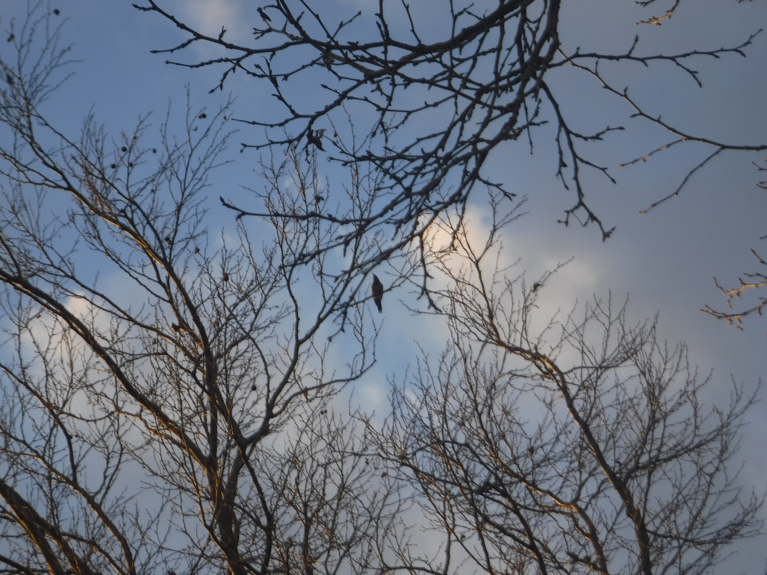 Photo taken by me 2-6-19 Photo taken by me 2-6-19