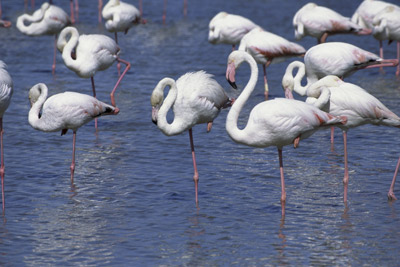 https://animals.howstuffworks.com/birds/flamingos-stand-on-one-leg.htm
