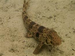 Mine look like this. Photo is from http://www.nbcnews.com/science/shark-walks-discovery-good-sign-indonesia-8C11043075