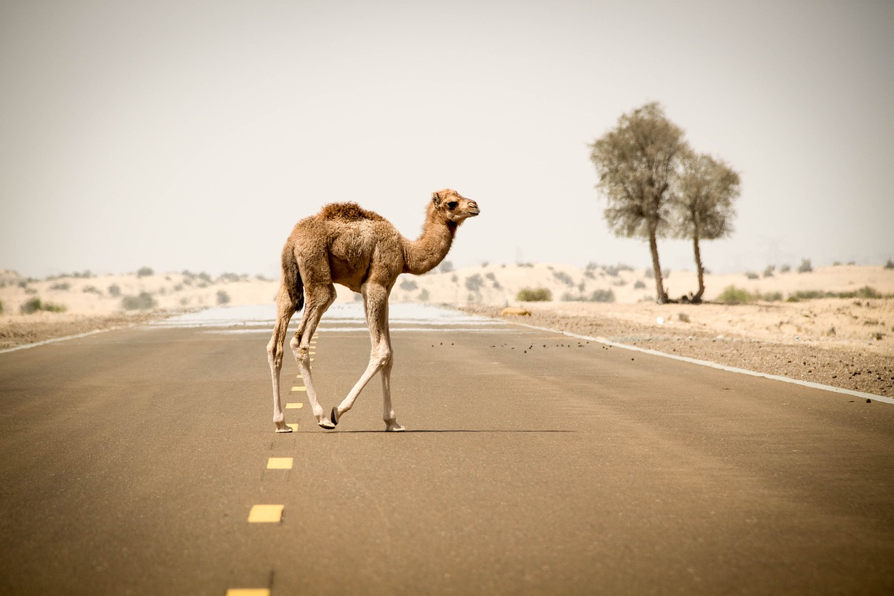 A camel is one tough critter