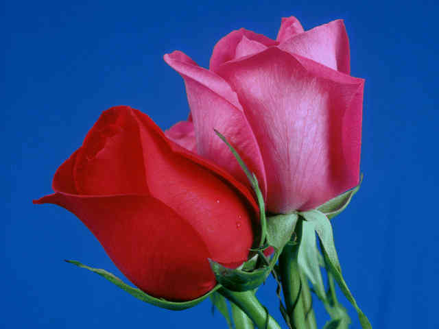 roses - so to whom you would like to give rose? you can even write his/her name here. i want to give it to my wife.