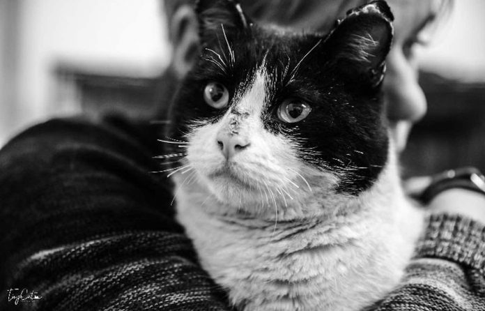 A cat waiting for his day to reunite with his owners in California A cat waiting for his day to reunite with his owners in California