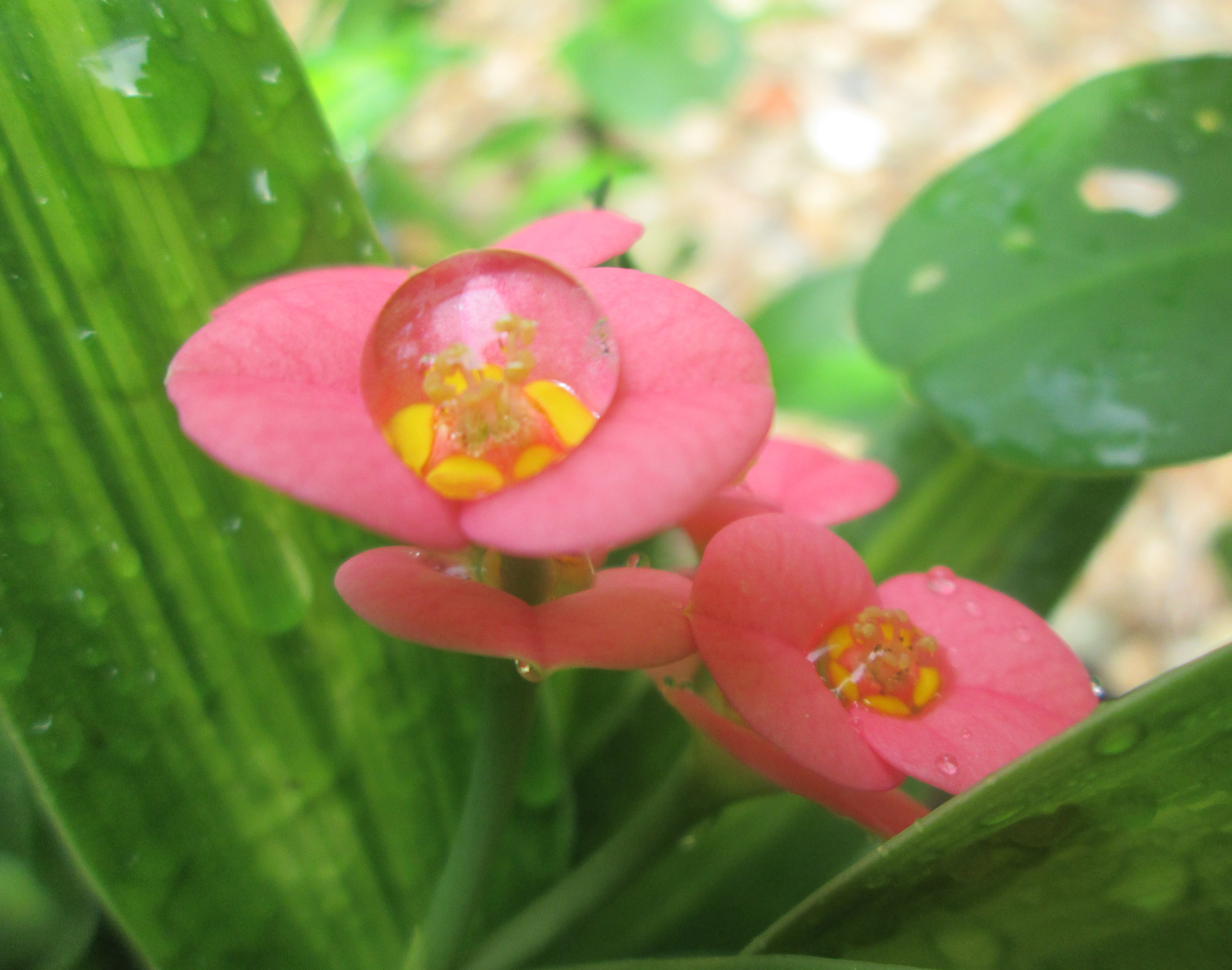 Flower and water