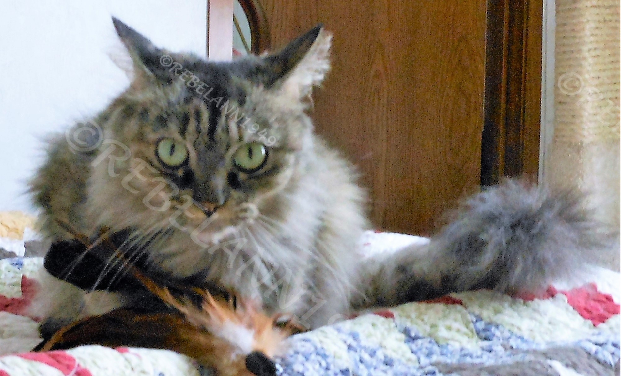 I took this shot around 2013 or so, she was playing with her new feather toy which is now totally destroyed