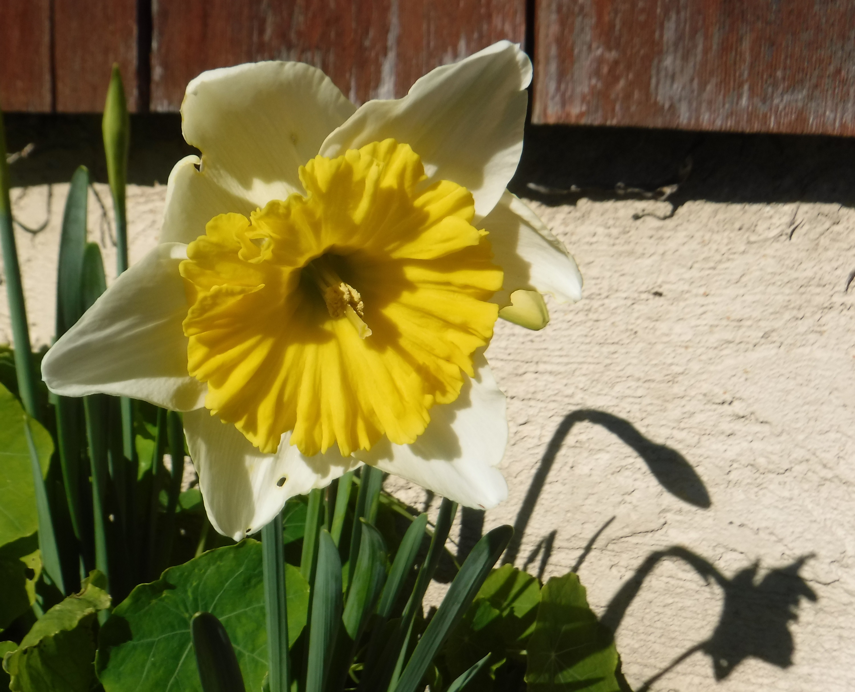 Photo taken by me of daffy in the yard