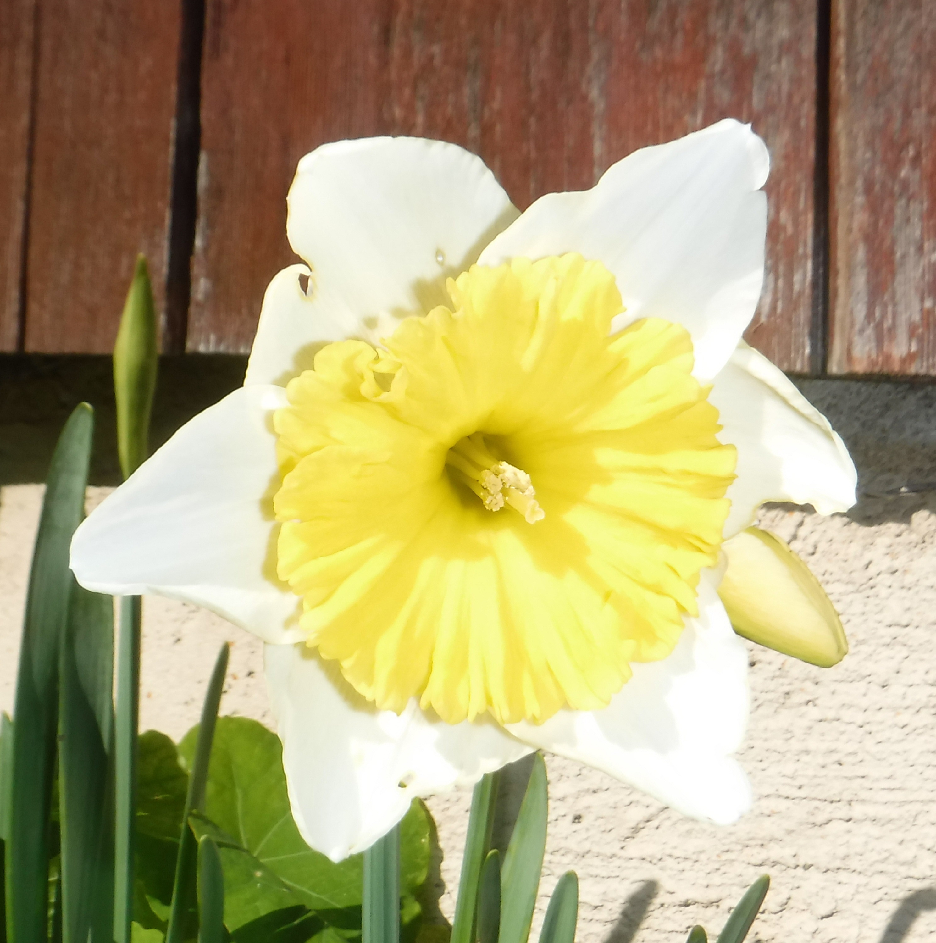 Photo I took of one of my daffys Photo I took of one of my daffys