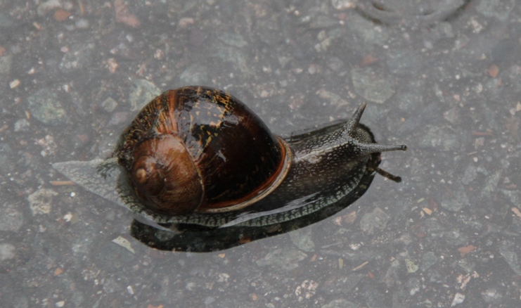 Snail photo