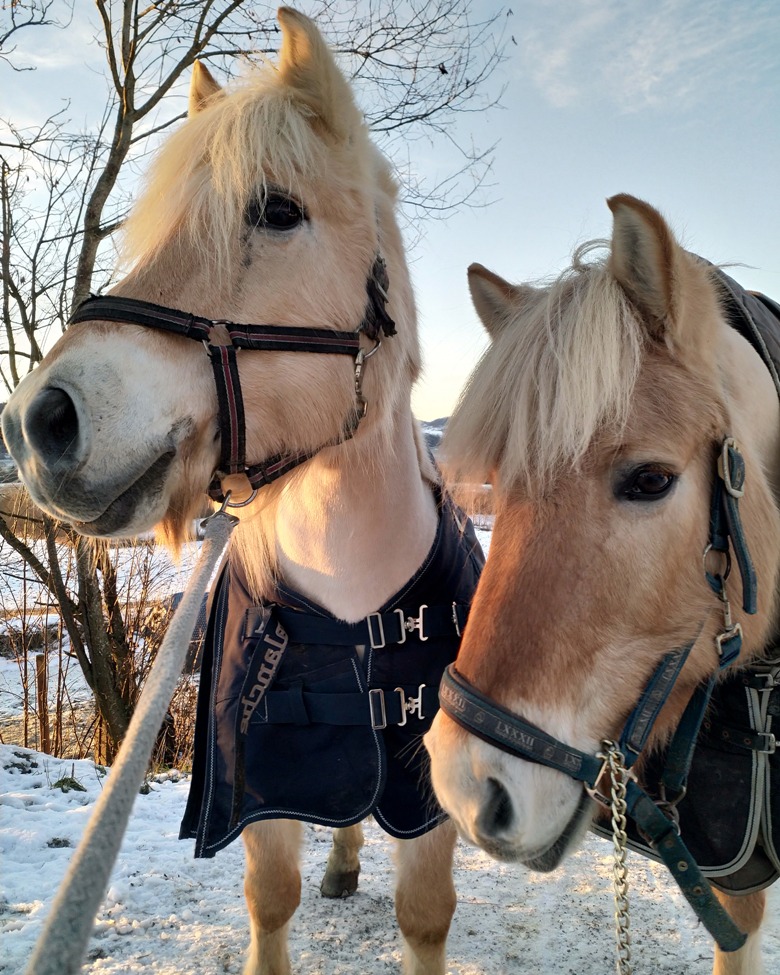 Two Norwegian fjord horses