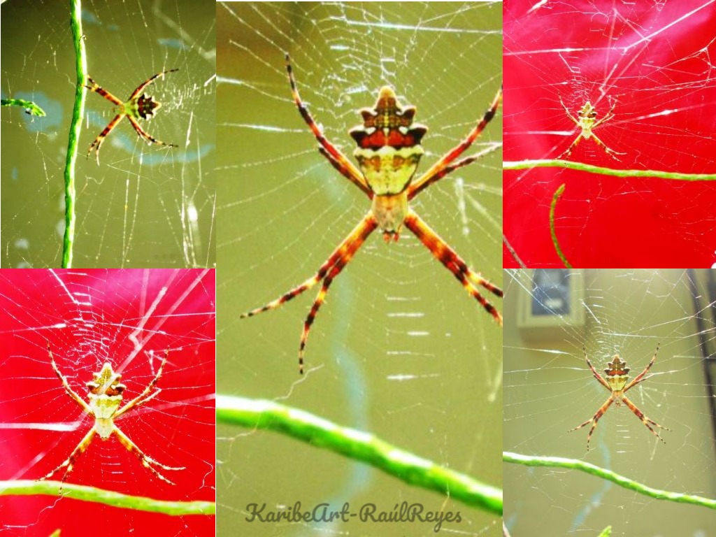 Spider web effect II (Collage)