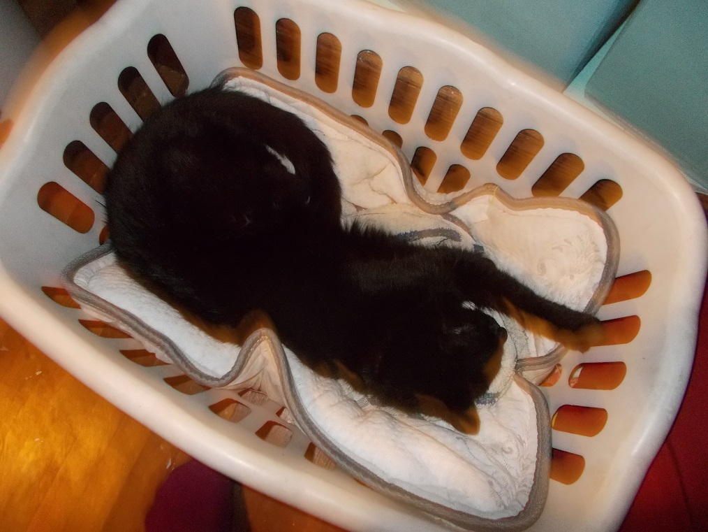 Princess in HER laundry basket 3/1/19 Princess in HER laundry basket 3/1/19