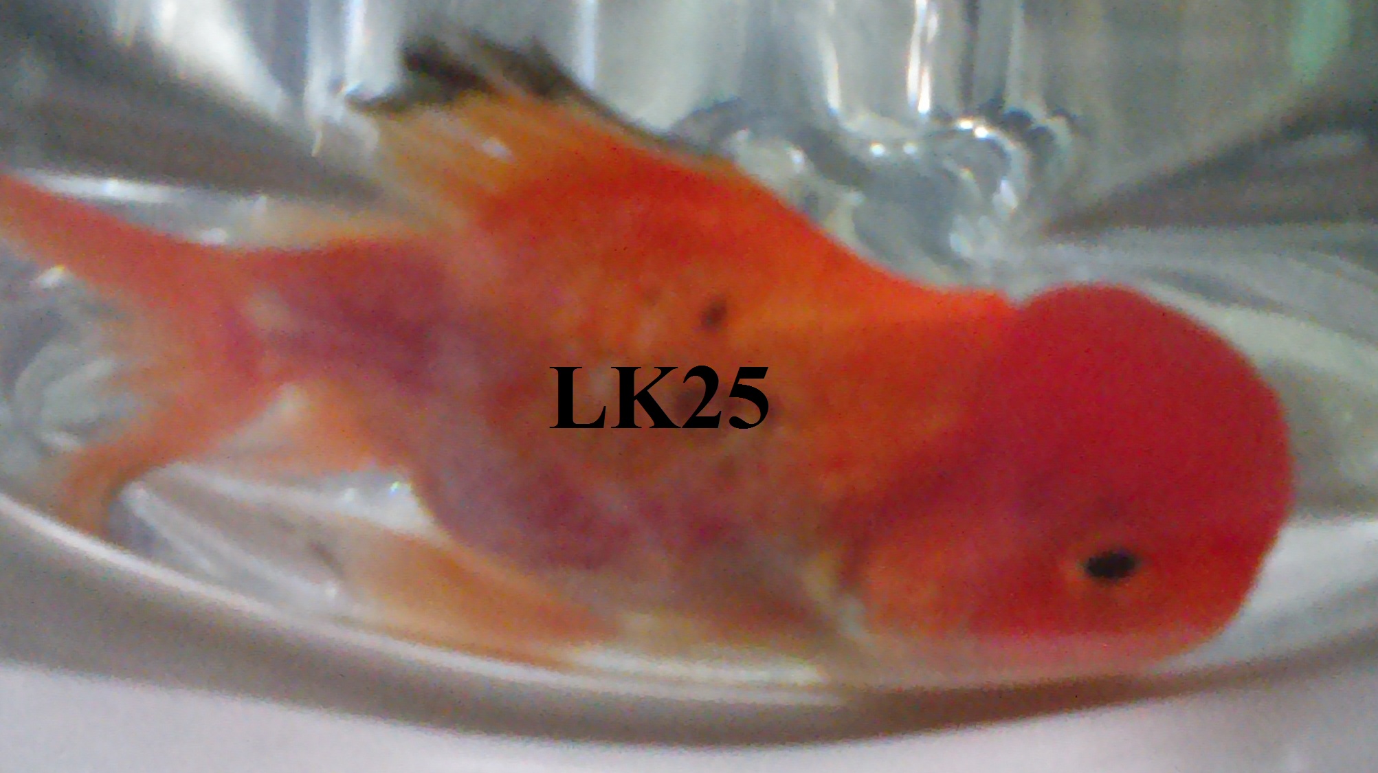 Goldfish, Oranda, cute Goldfish, Oranda, cute