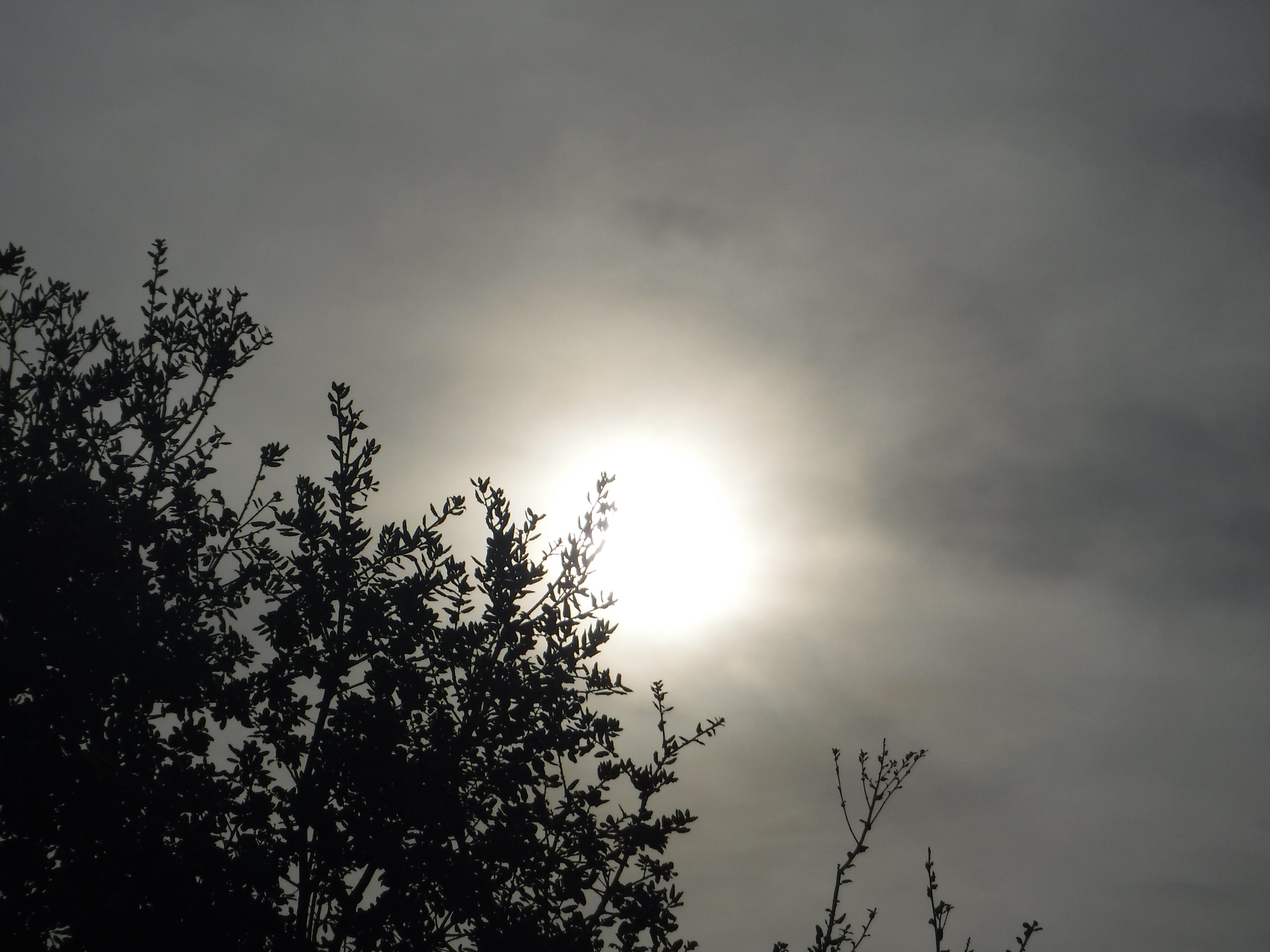 Photo taken by me 3-1-19 Photo taken by me 3-1-19