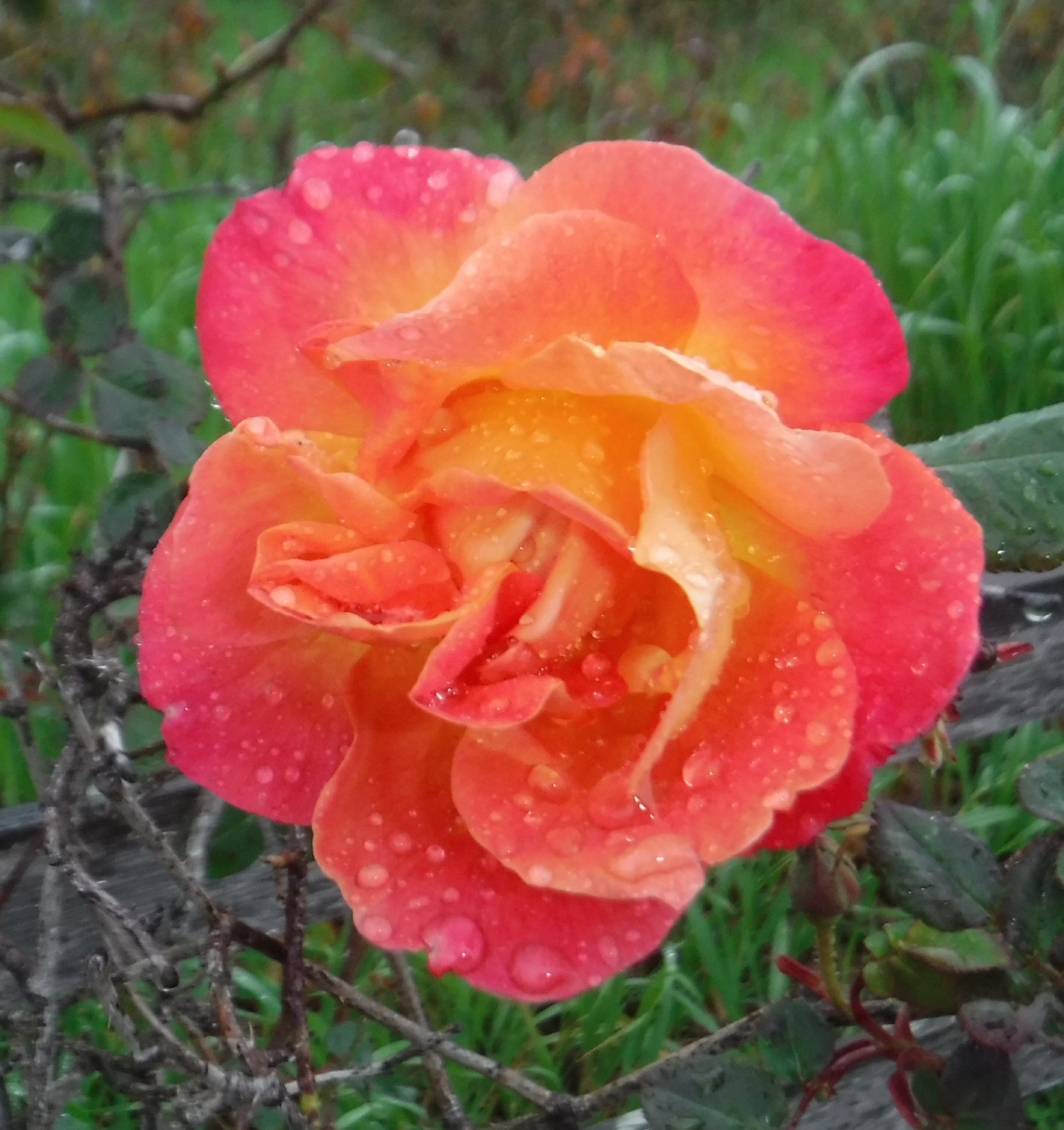 Photo taken by me on my morning walk with Angel 3-5-19 Photo taken by me on my morning walk with Angel 3-5-19