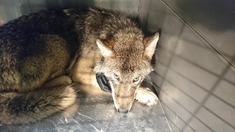 A wolf in Estonia rescued by Good Samaritans A wolf in Estonia rescued by Good Samaritans