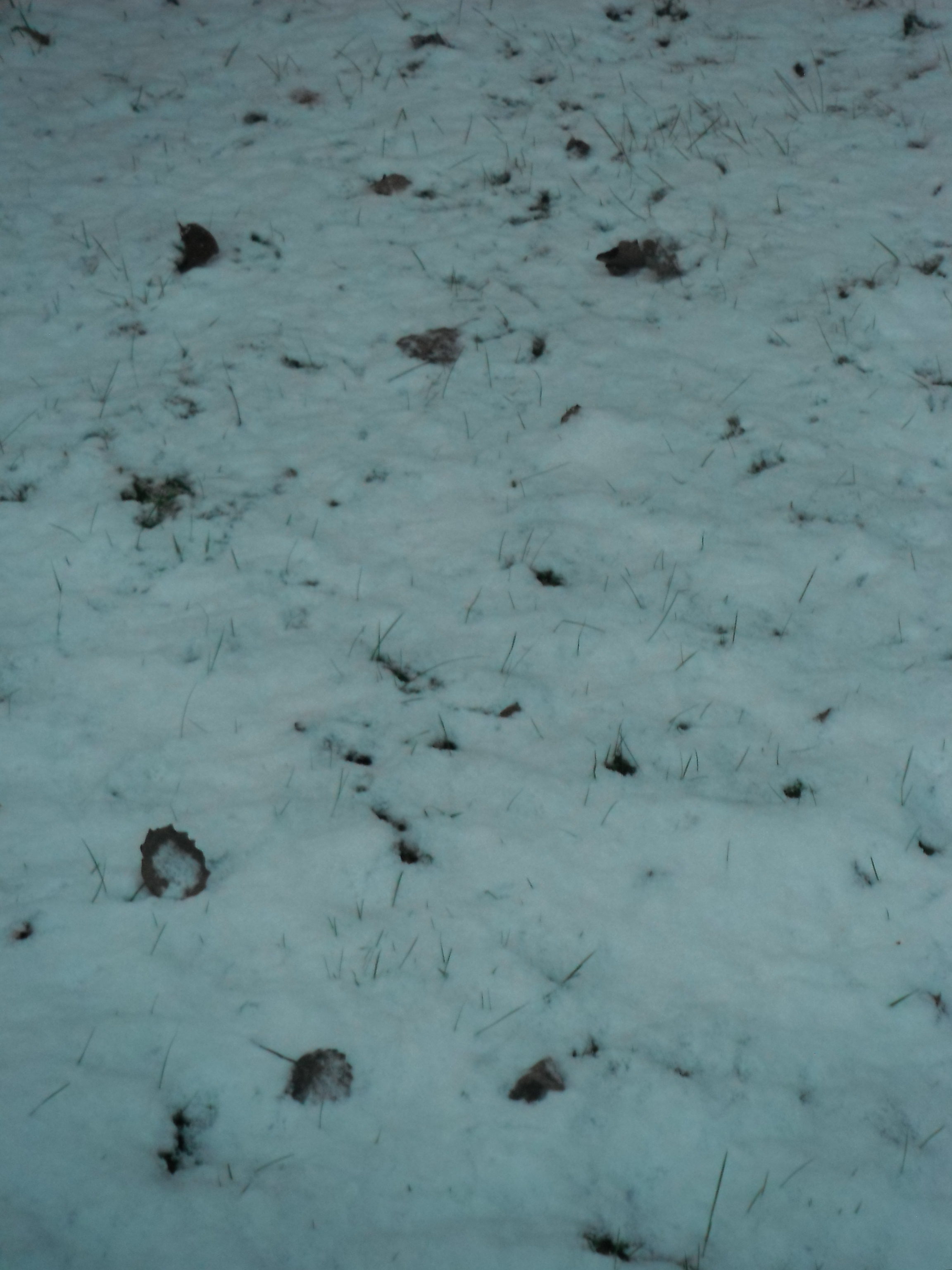 Photo taken by me – snow Photo taken by me – snow