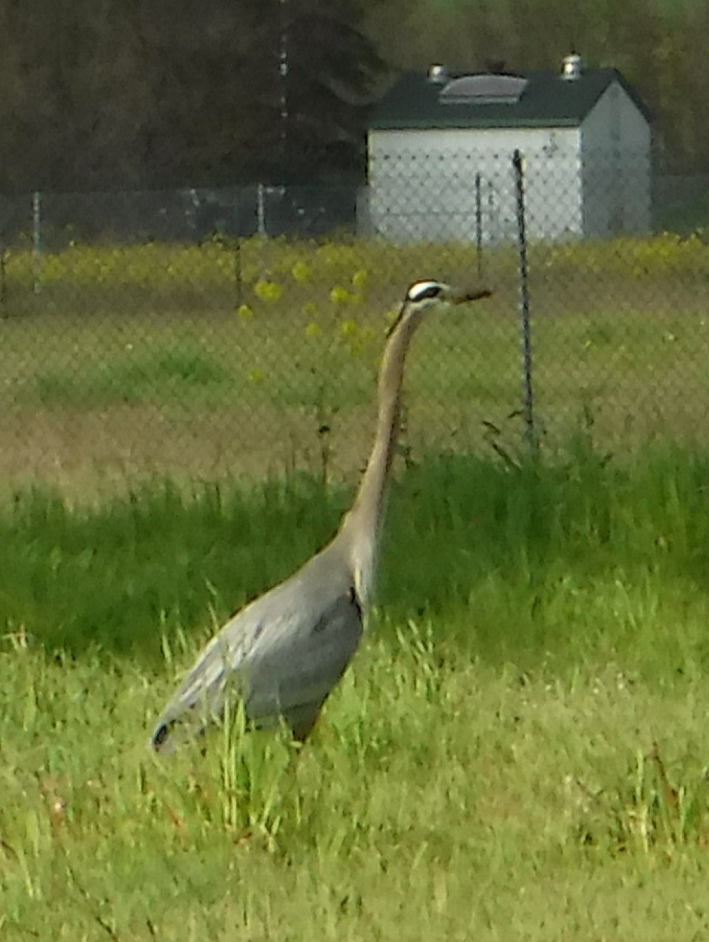 Photo I took of the bird that hangs out in a field near my house Photo I took of the bird that hangs out in a field near my house