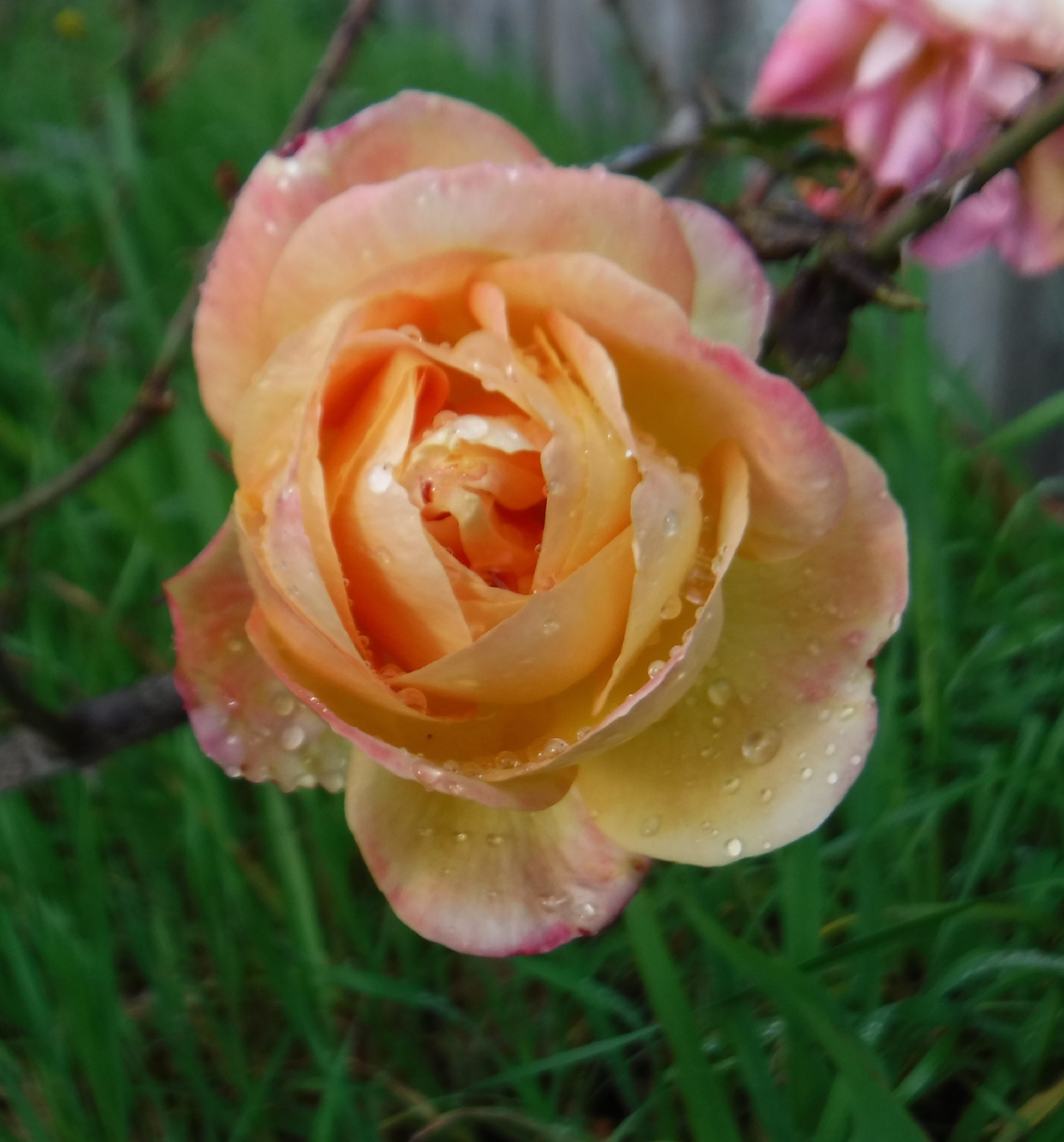 Photo taken by me 3-9-19 Photo taken by me 3-9-19