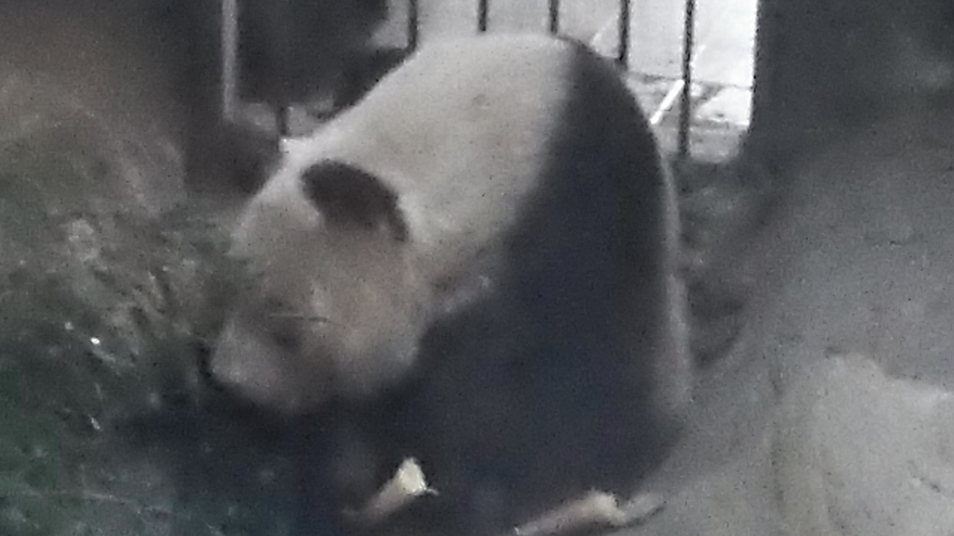 Panda at the Beijing zoo Panda at the Beijing zoo
