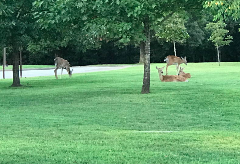Deer at the welcome center at Mammoth Cave National Park.  Photo taken by and the property of FourWalls.