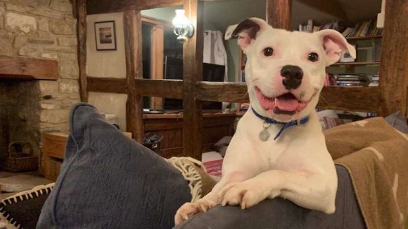 Snoop find a new home with Laurence Squire in England Snoop find a new home with Laurence Squire in England