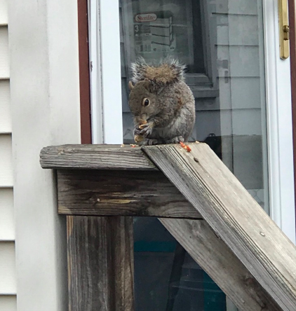 Squirrelly Squirrel enjoying her lunch. Photo taken by and the property of FourWalls. Squirrelly Squirrel enjoying her lunch. Photo taken by and the property of FourWalls.