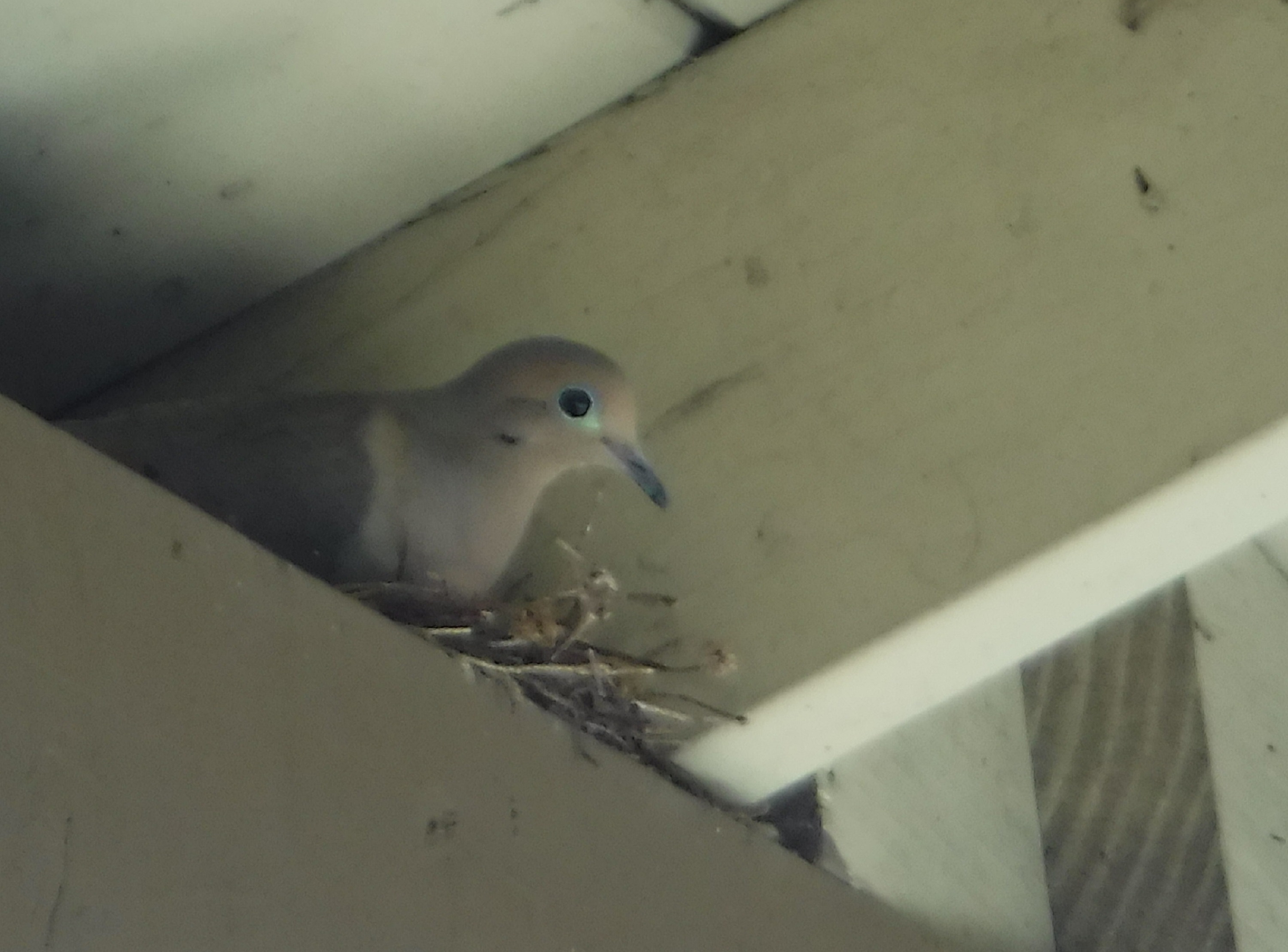 Photo I took of the dove in the eaves Photo I took of the dove in the eaves