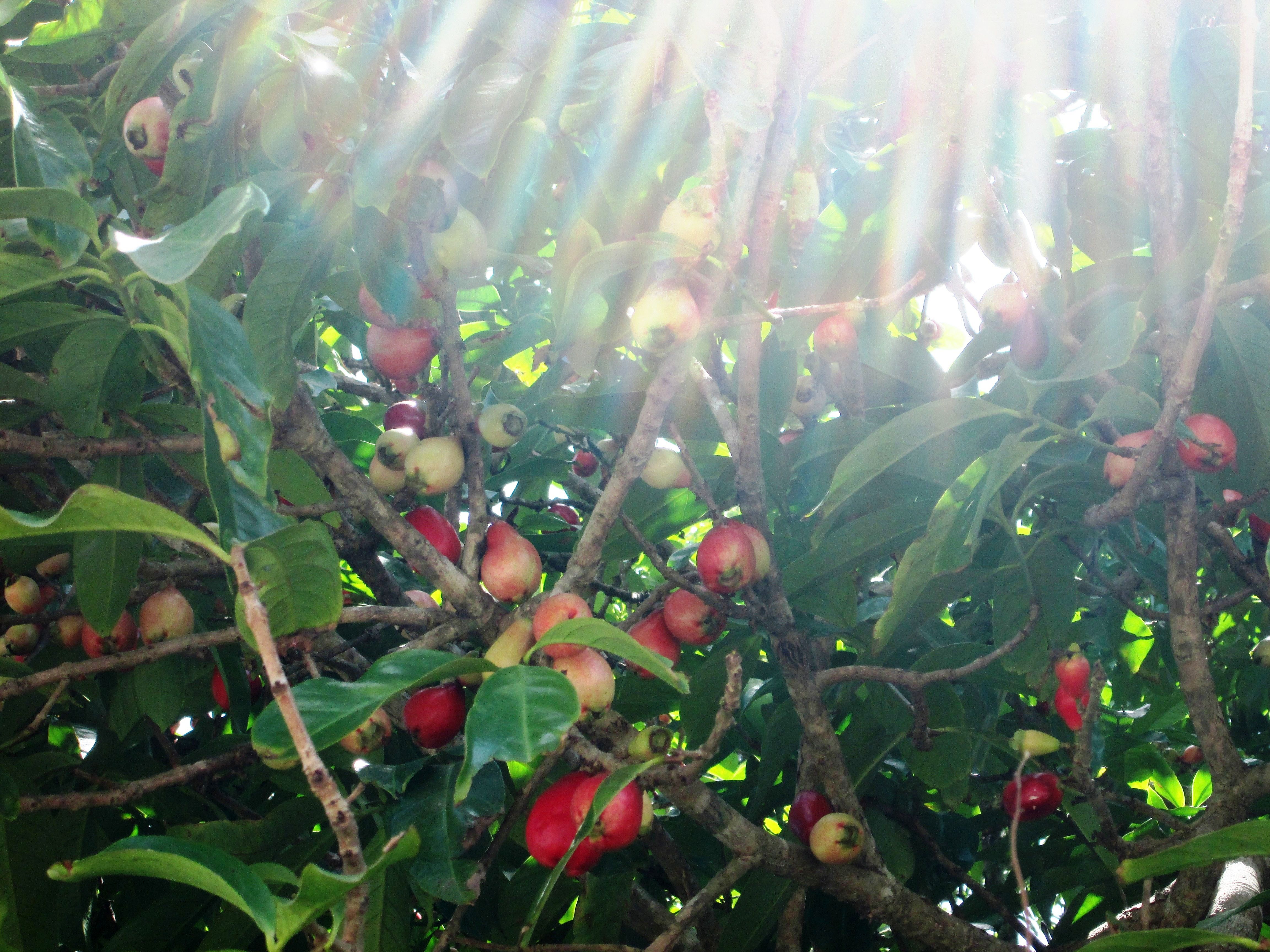 Light of life: the rays of the sun penetrate through the foliage of a tropical fruit tree called 'water apples'