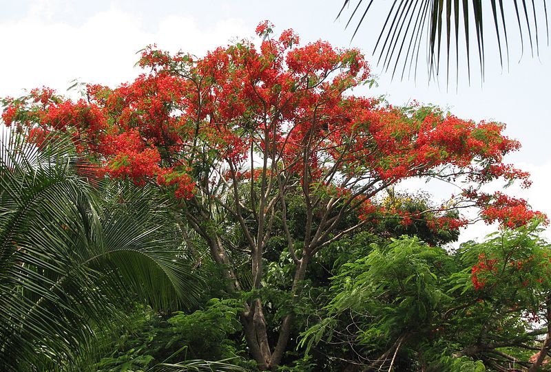 https://commons.wikimedia.org/wiki/File:Gulmohar,_Malappuram,_Kerala,_India.jpg