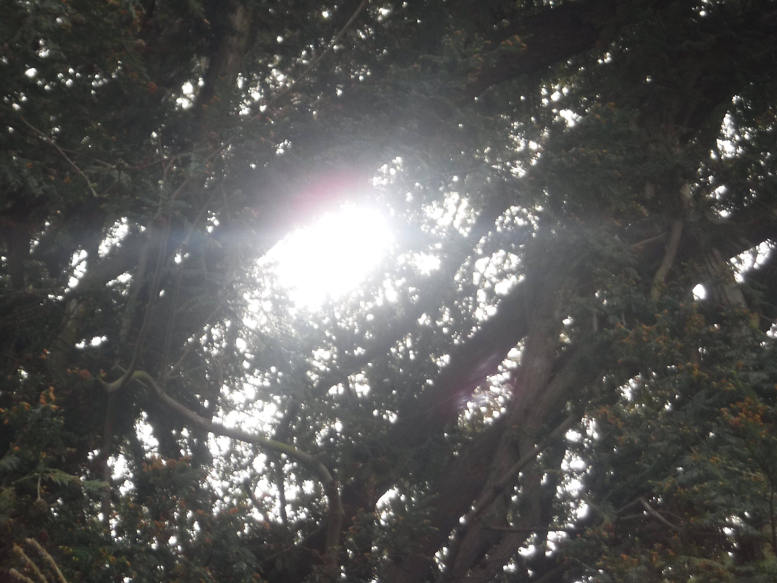 Photo taken by me 3-19-19 Photo taken by me 3-19-19