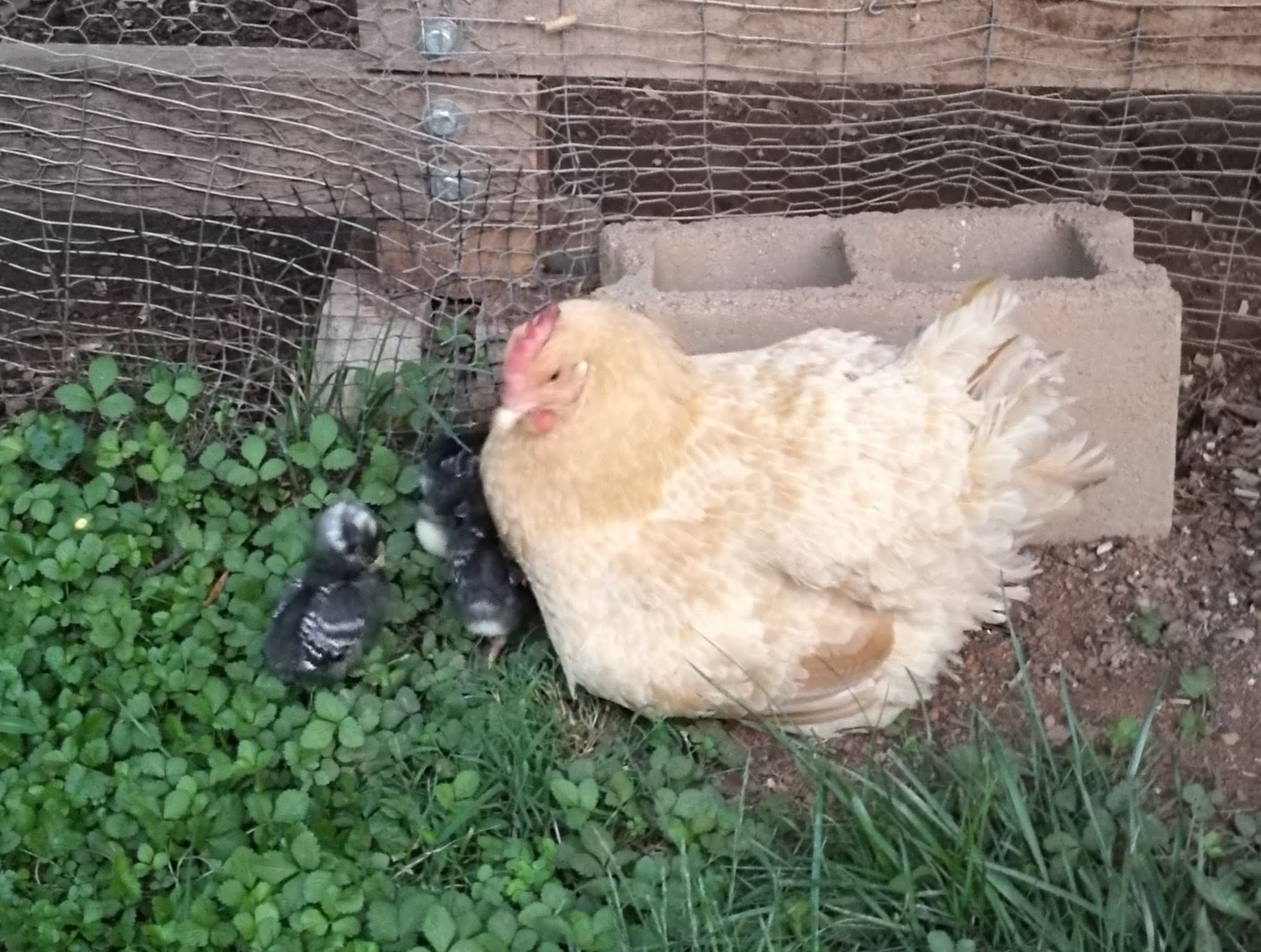 My mama hen (her babies were adopted) who was one of the wantonly murdered fowl friends. My mama hen (her babies were adopted) who was one of the wantonly murdered fowl friends.