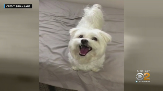 Lucky the five year old West Highland terrier Lucky the five year old West Highland terrier