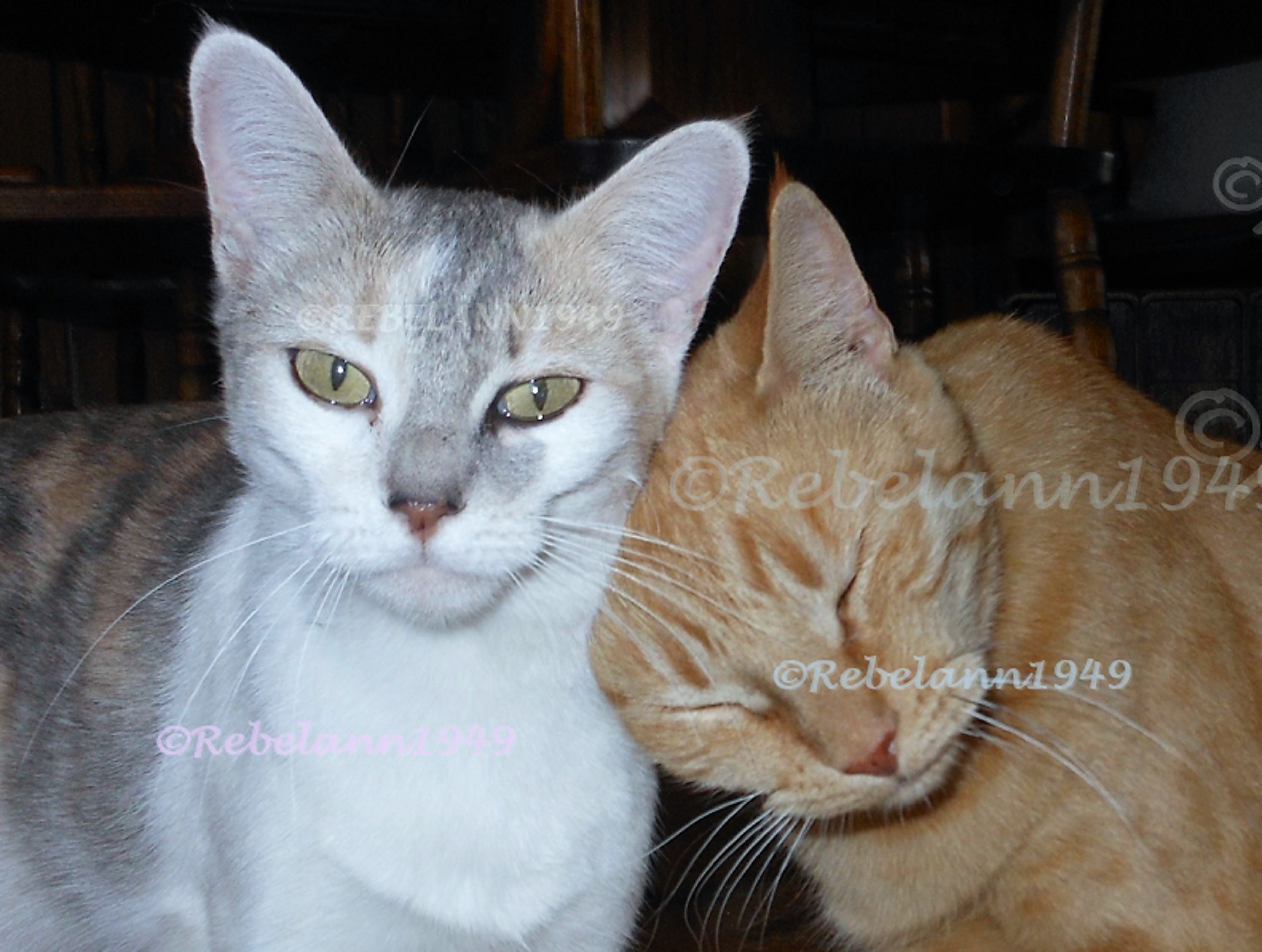 Max loves Meetzee and I think she loves him, she's always grooming him I took this shot in 2010. Max loves Meetzee and I think she loves him, she's always grooming him I took this shot in 2010.