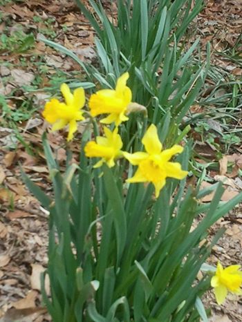 Photo of daffodils by Pat Z Anthony