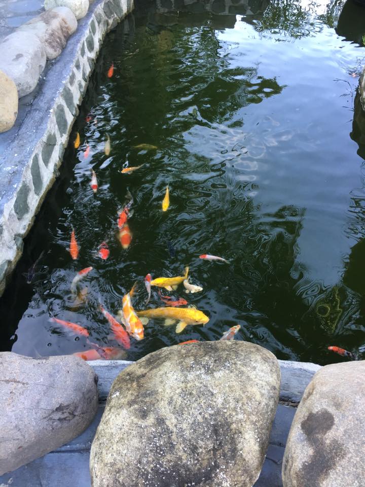myfishpond myfishpond