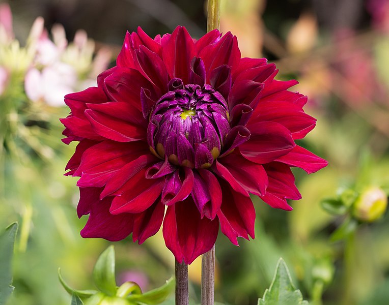 https://commons.wikimedia.org/wiki/File:Dahlia_cultivar_(70112s).jpg https://commons.wikimedia.org/wiki/File:Dahlia_cultivar_(70112s).jpg