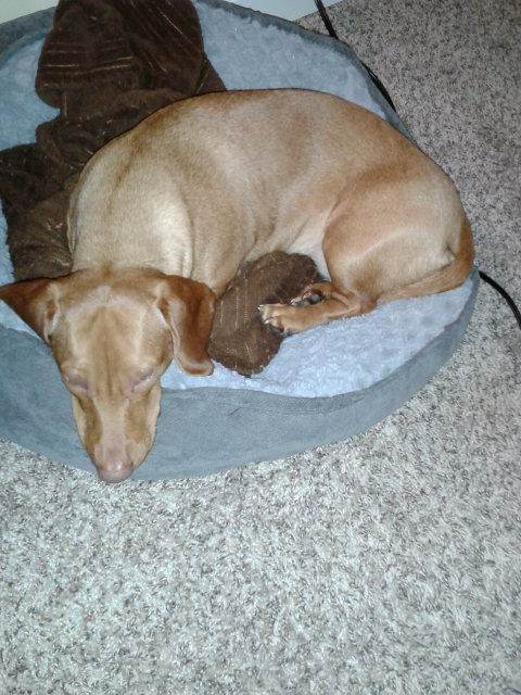 Daisy as a puppy Daisy as a puppy