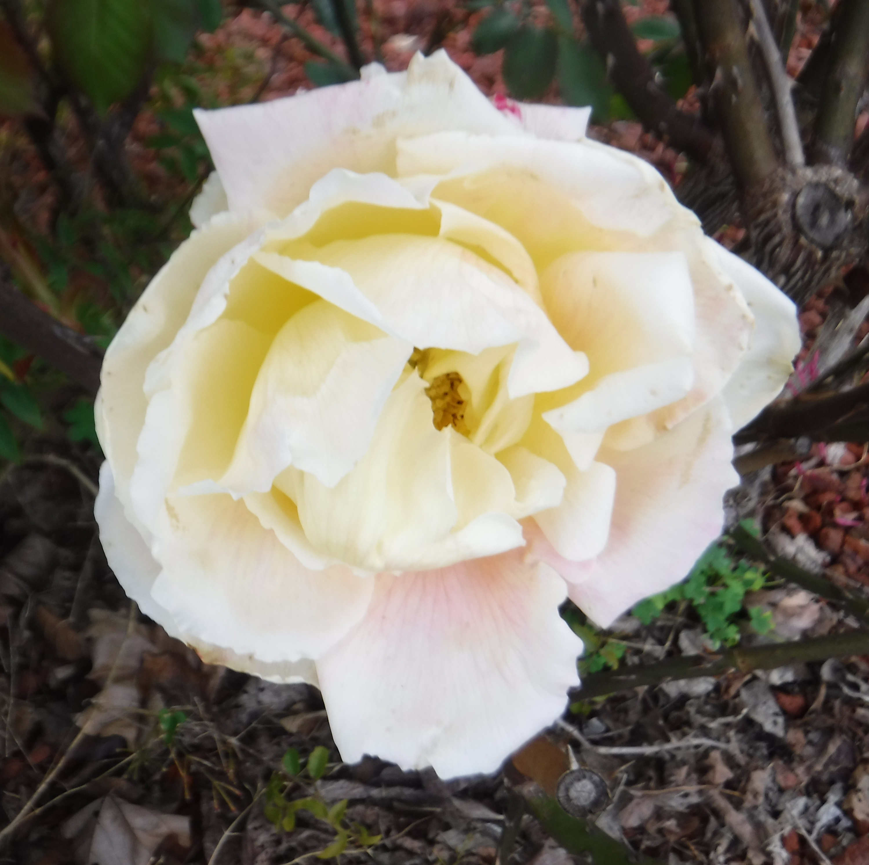 Photo taken by me 3-28-19 Photo taken by me 3-28-19