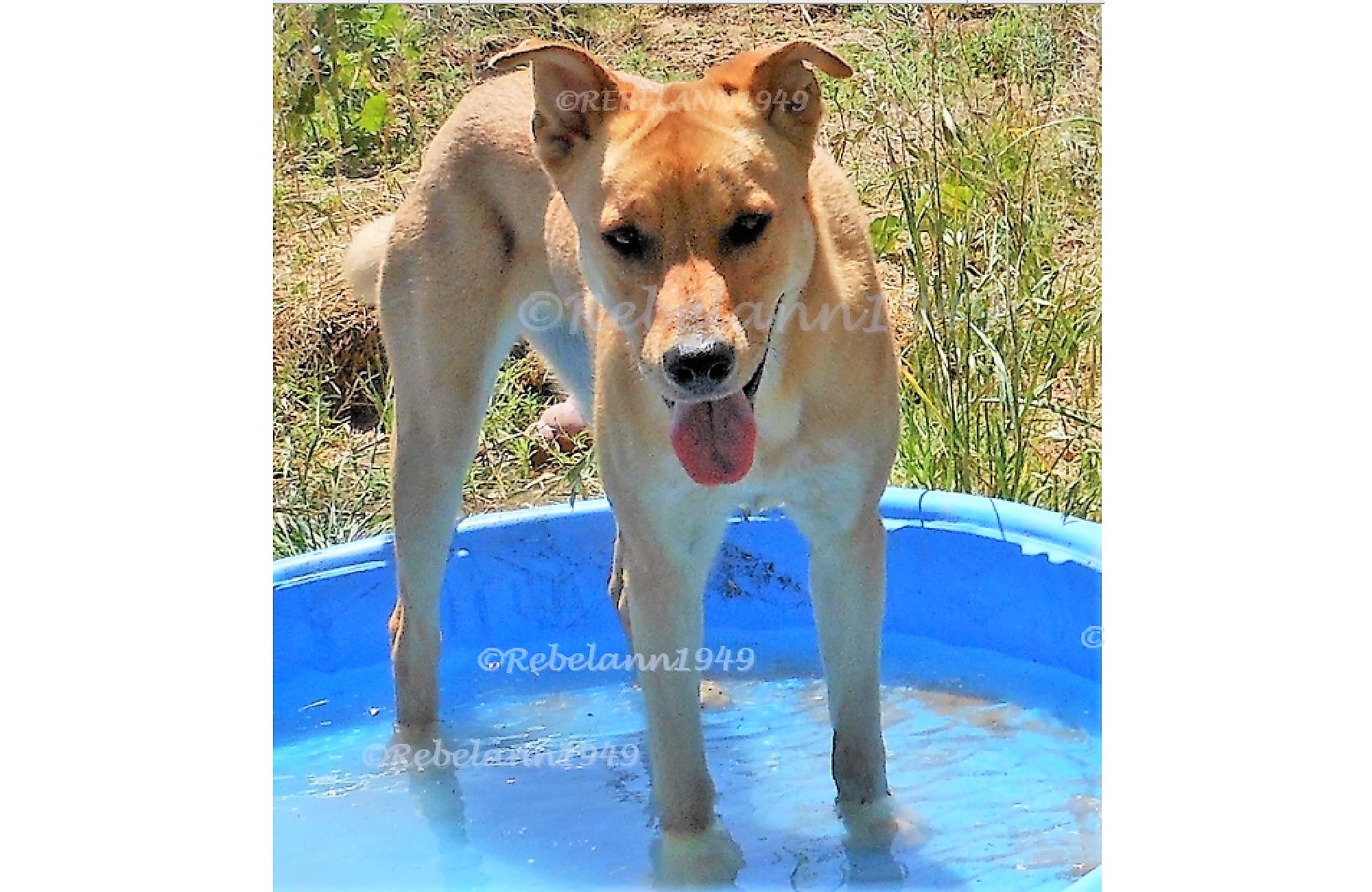 Ally enjoying her kiddie pool, I took this shot sometime around 2012. Ally enjoying her kiddie pool, I took this shot sometime around 2012.