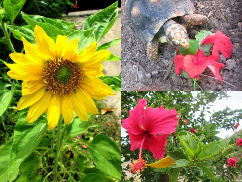Nature, flower, sunflower, photography.