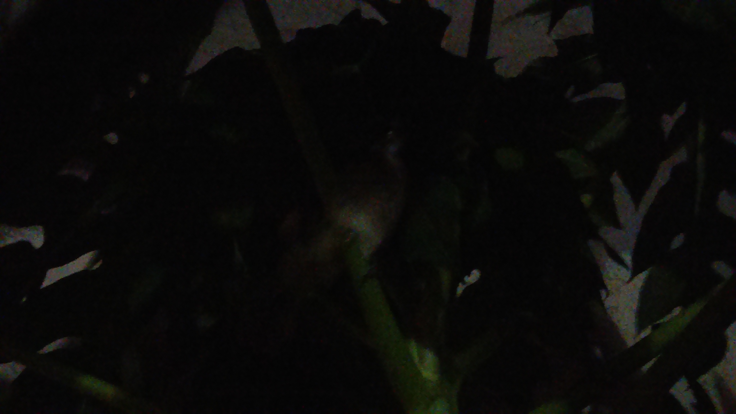 bird, papaya, tree bird, papaya, tree