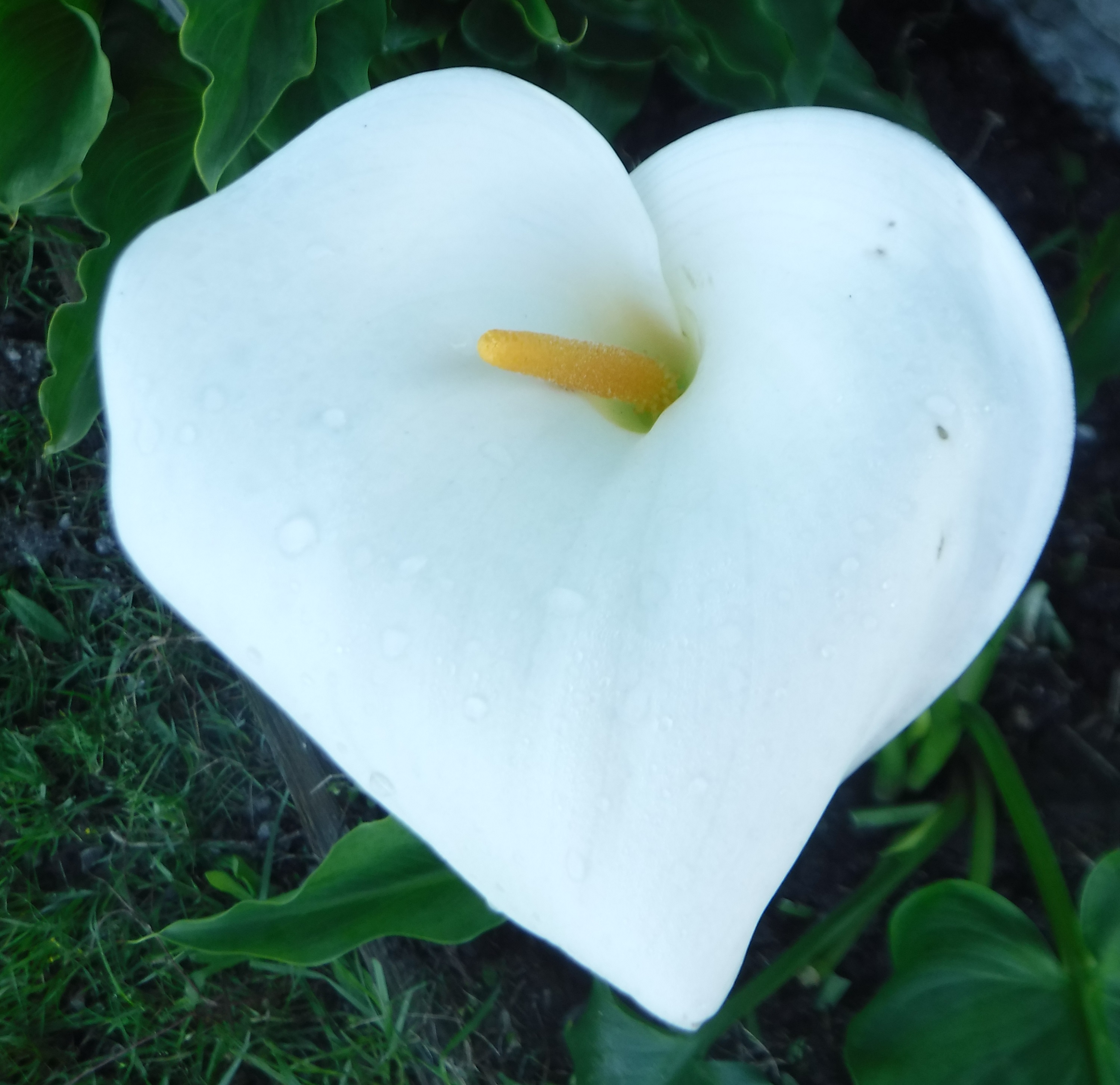Photo taken by me 3-31-19 Photo taken by me 3-31-19