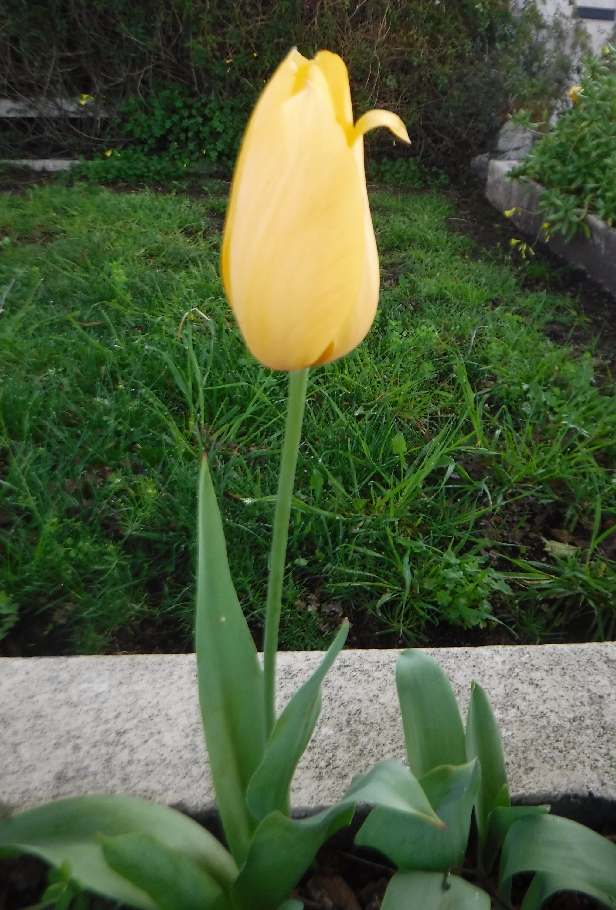 Photo taken by me 3-30-19