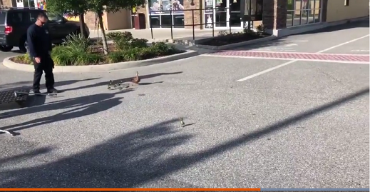 A rescue of baby ducks in Orlando Florida storm drain A rescue of baby ducks in Orlando Florida storm drain