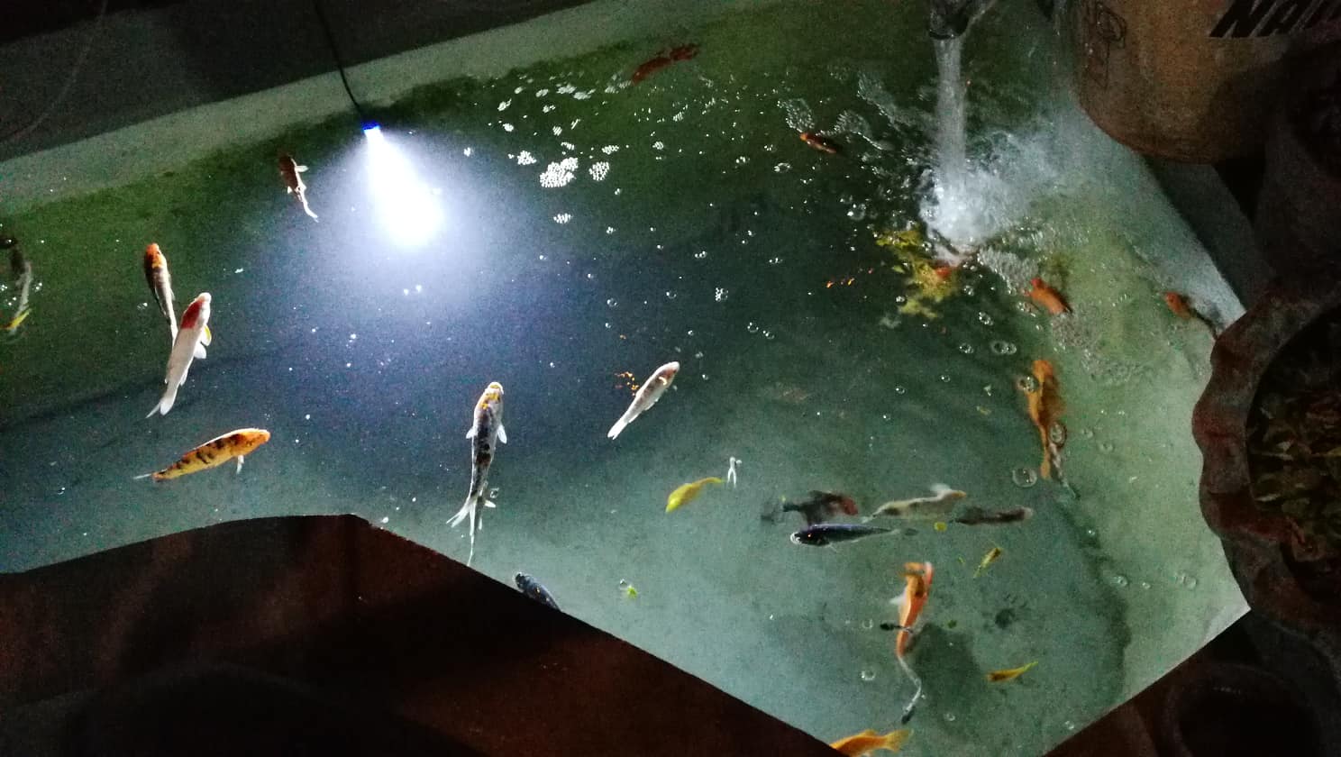 Fish Pond Fish Pond